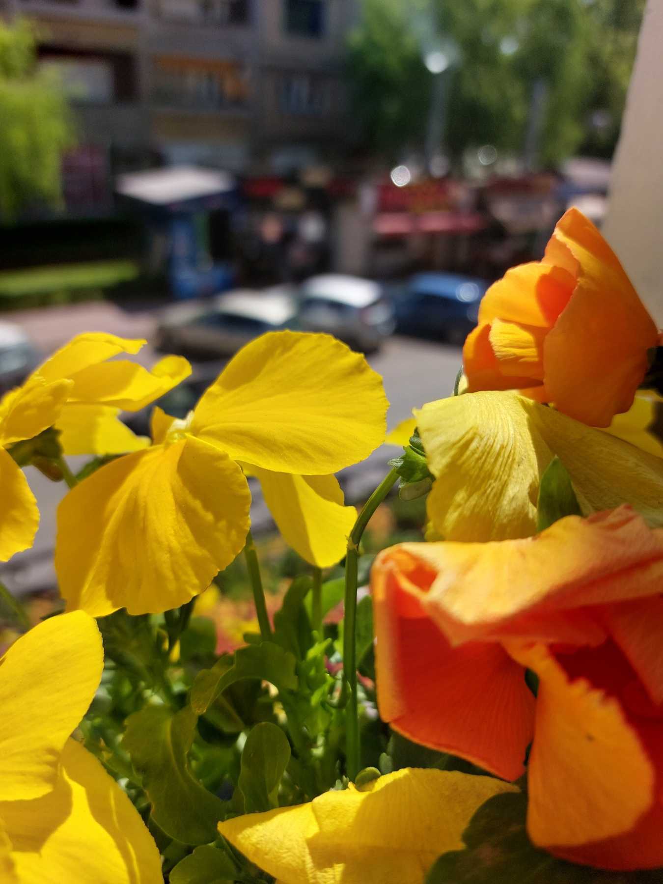 cvetni vrt na balkonu 4 - foto - b. v.