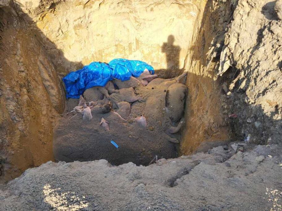 Zakopavanje svinja uginulih od Afričke kuge uznemirilo meštane Gornjeg Komrena 2 svinje B T