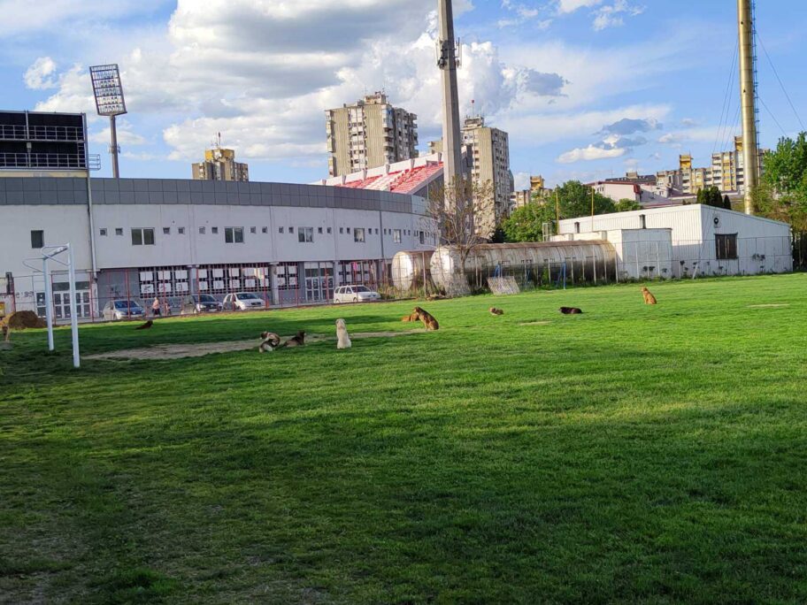 lutalice foto citalac