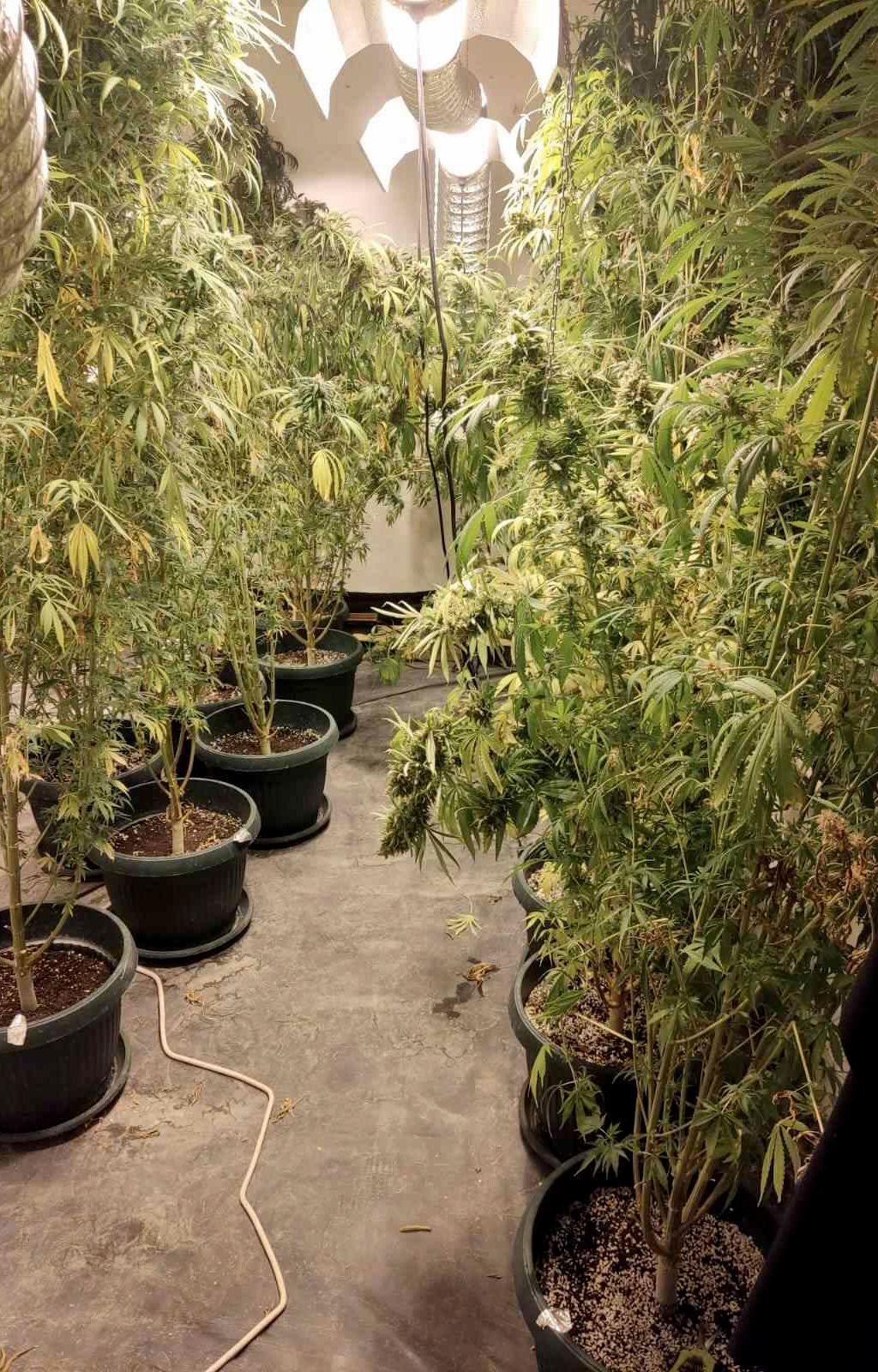 Marihuana laboratorija Niš