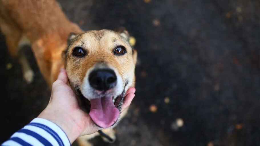 125356251 fotka1ivotinje