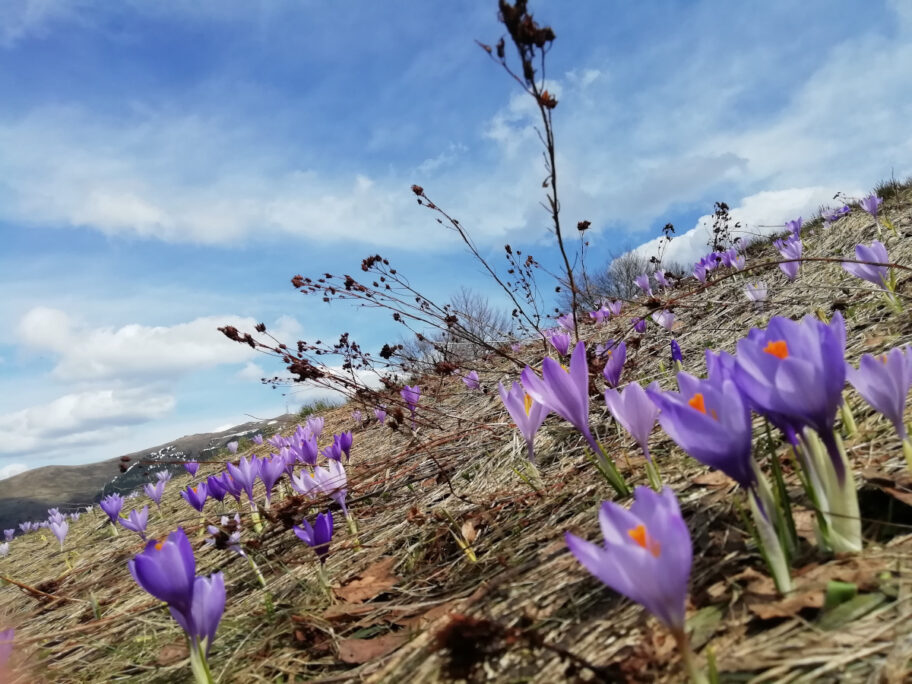 Besna Kobila foto jv milica dejanovic