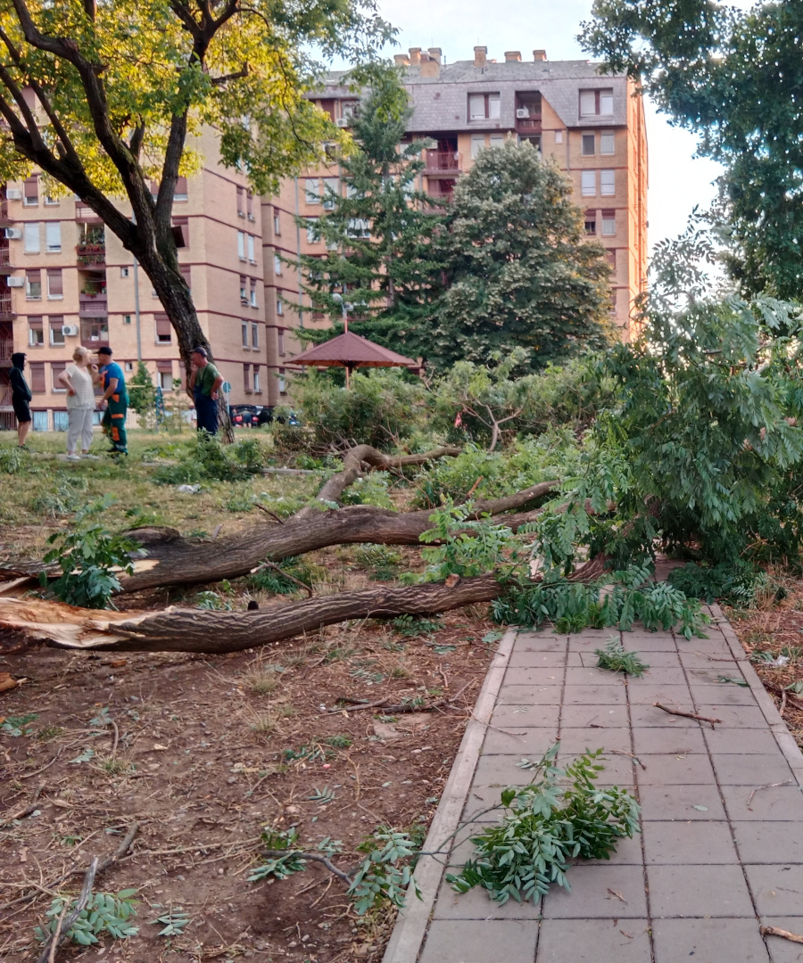 delijski vis, drvo iscupano, foto citalac 1