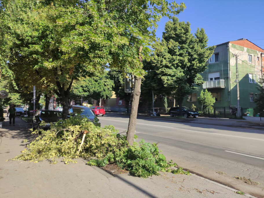 Iscupano drvo Durlan Knjazevacka foto jv ljubica jocic 2