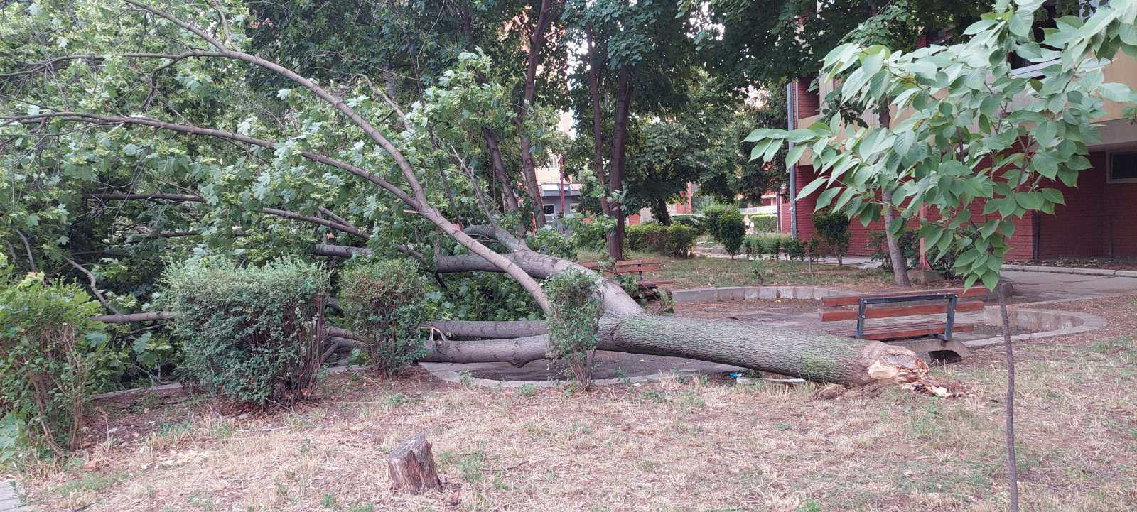 Iscupano drvo Branka Krsmanovica, foto jelena djordjevic 1
