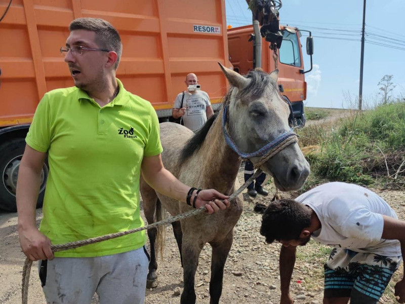 spasen konj, foto zoo planet 3