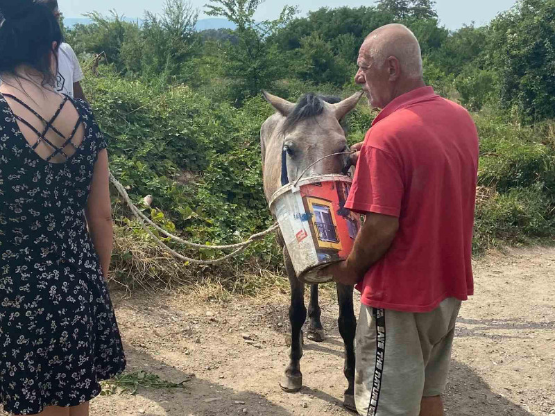 spasen konj, foto zoo planet 4