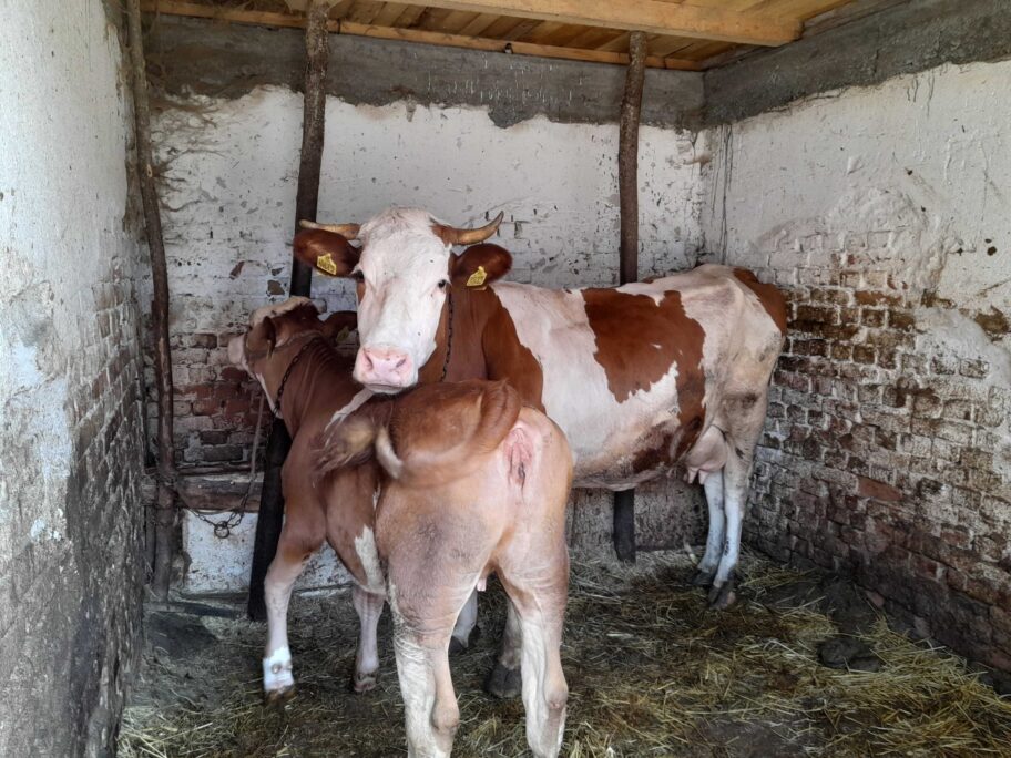 Tovne junadi sve manje, subvencije kasne, a stočari nezadovoljni i otkupnom cenom mleka 9 20220719 134317 scaled