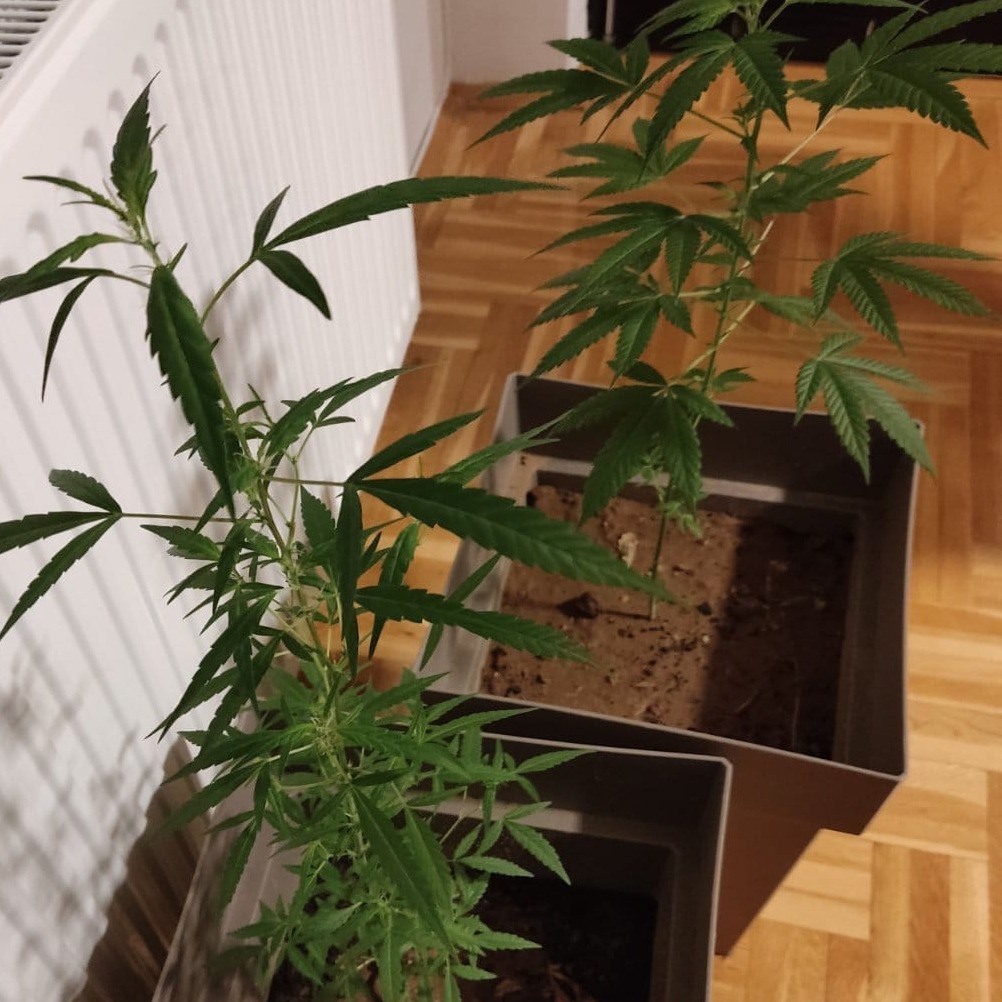 biljka marihuane mup