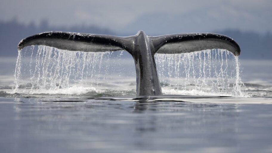 125989398 gettyimages 83398456