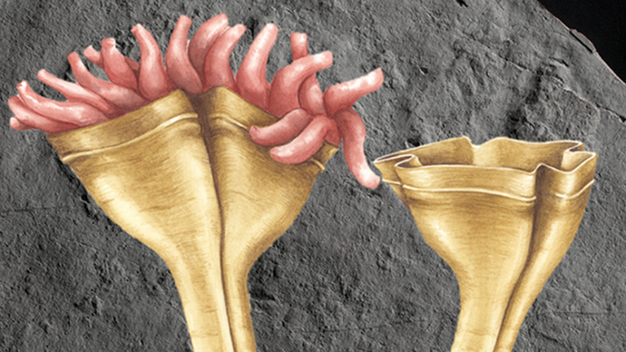 126070269 fossil top nc