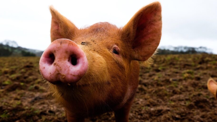 126184227 gettyimages 649146787