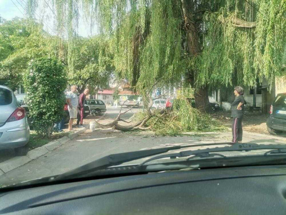 Pala grana vrbe u centru Niša, ekipe "Zelenila" uklonile sve 18 pala grana primorska ulica foto citalac