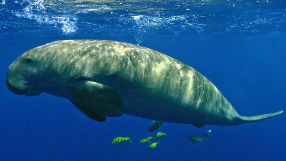 126422658 dugong4 creditpatricklouisy