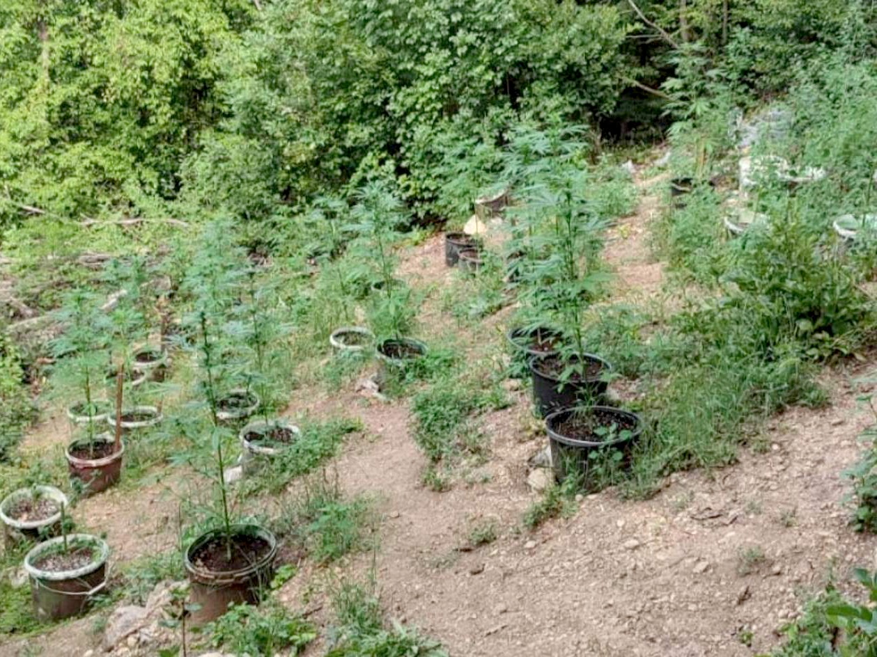 2mup biljke marihuane