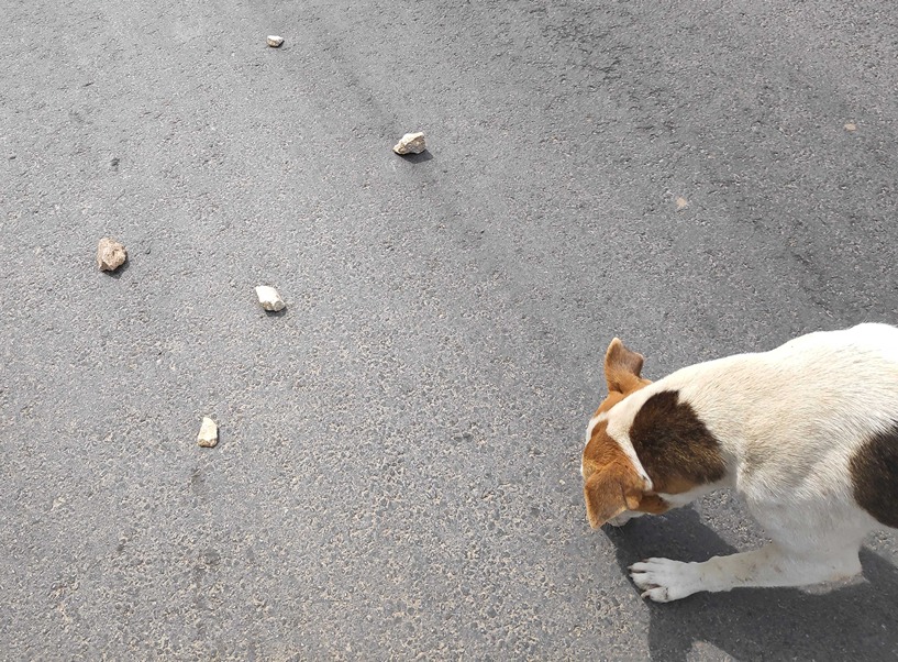 tucanik pasi poljana 5 - foto - t. r.