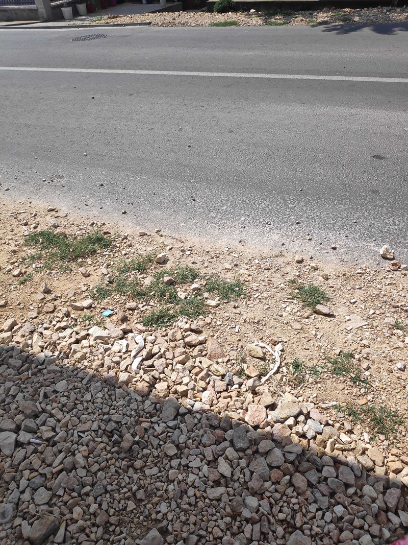 tucanik pasi poljana - foto - t. r.