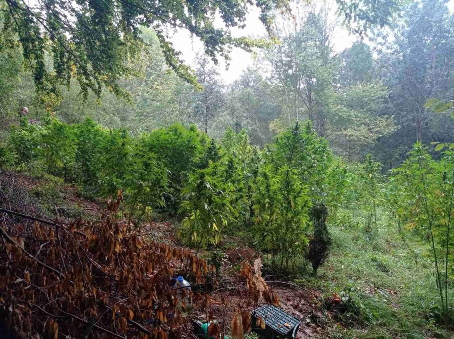 marihuana stara planina mup