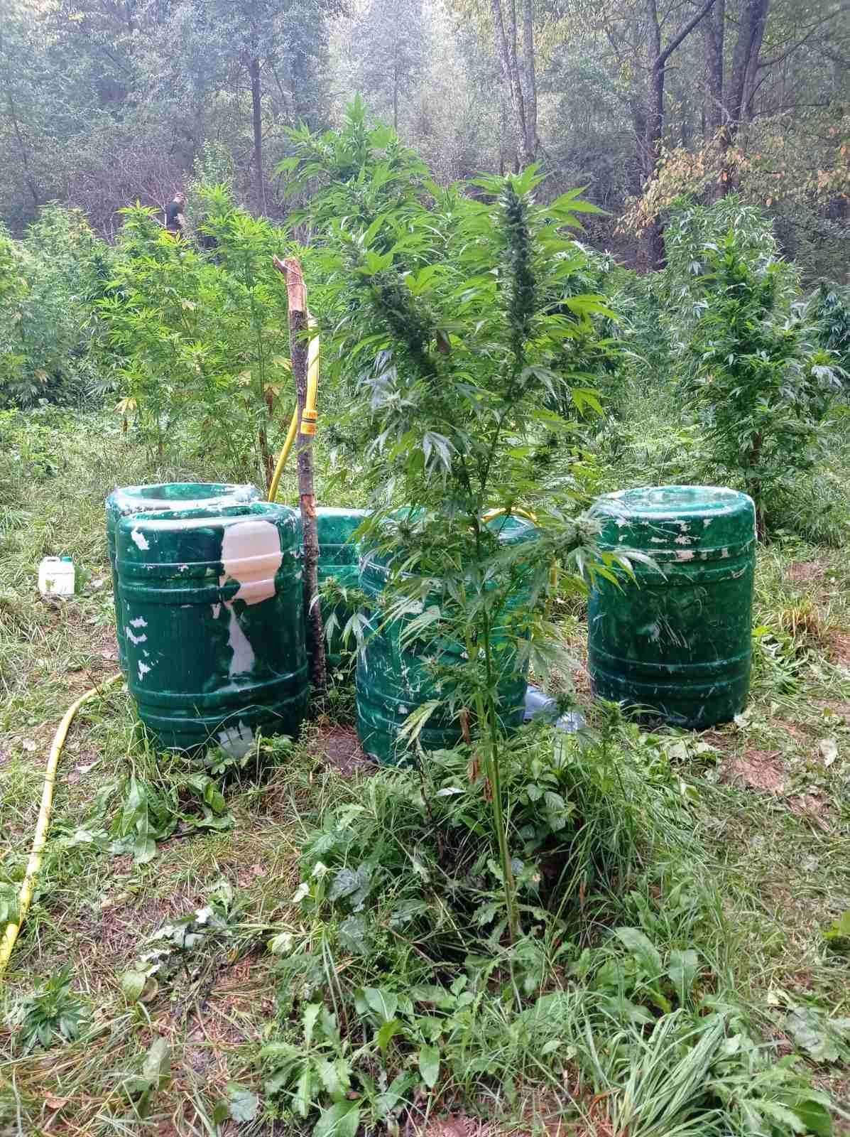 marihuana stara planina mup2