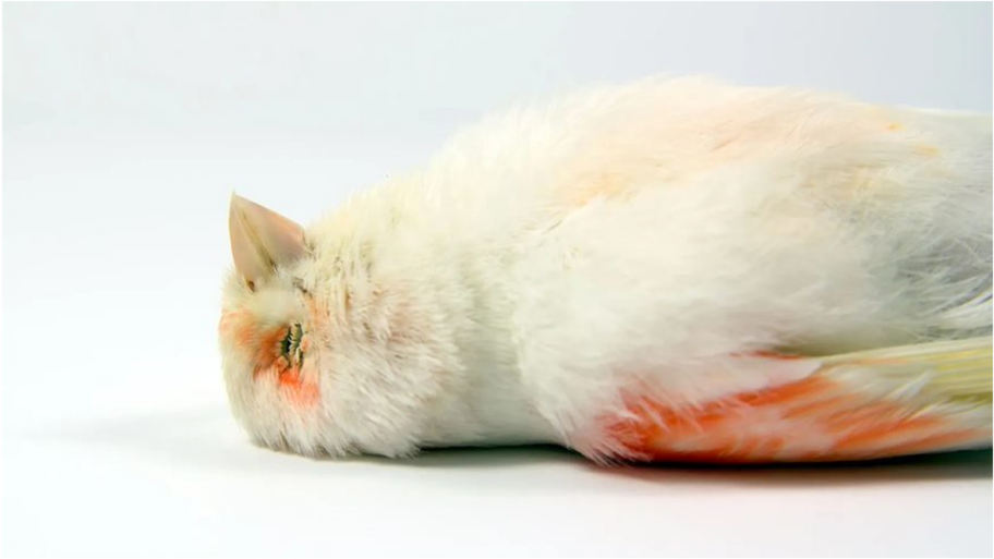 Psihologija, ljudi i strah: Zašto umiremo 1 126255320 bird