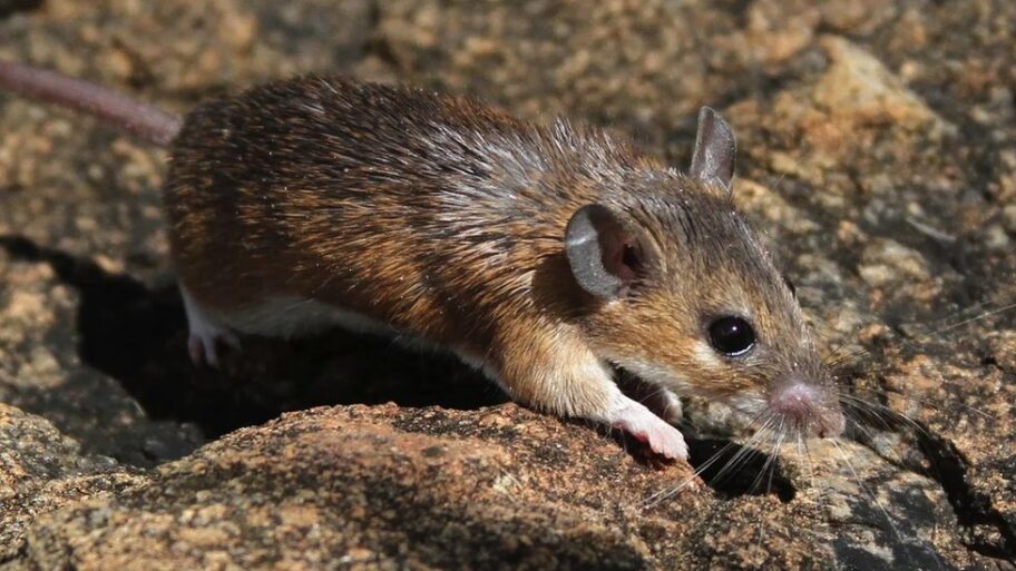 125657936 d5564e68 fffc 453c 8862 51e24c8a93fd