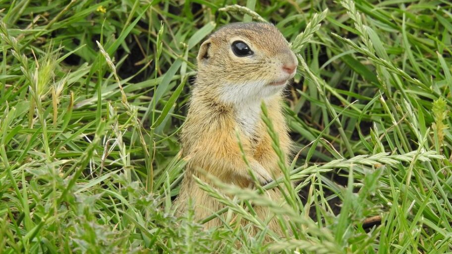 126961616 tekunicafotomilanpaunovic