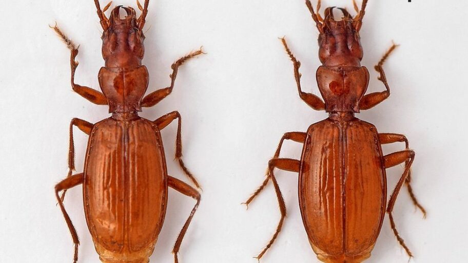 127005776 duvaliusdjokoviciuripavievi vesovi2022flat