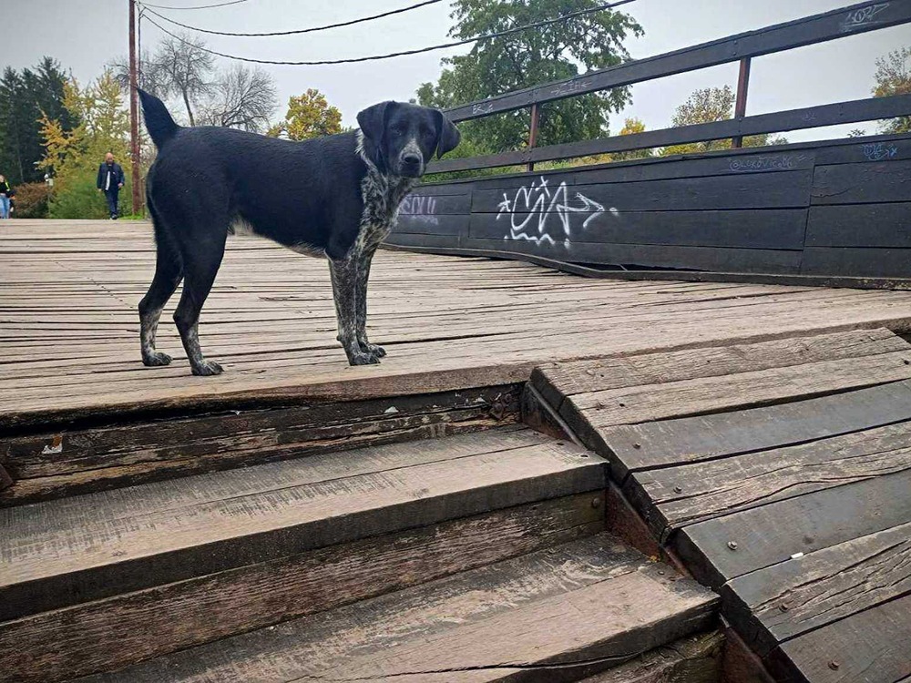 drveni most jelena mišić 4