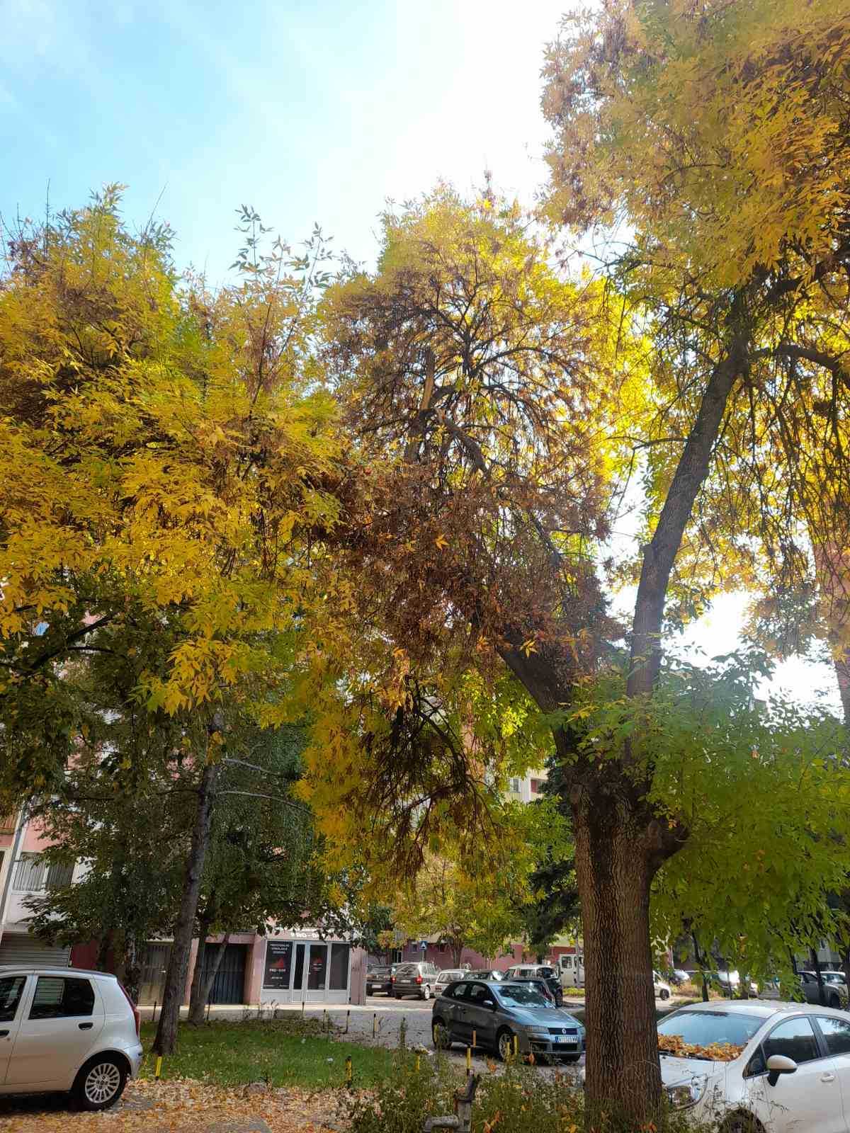 drvo pariske komune.2