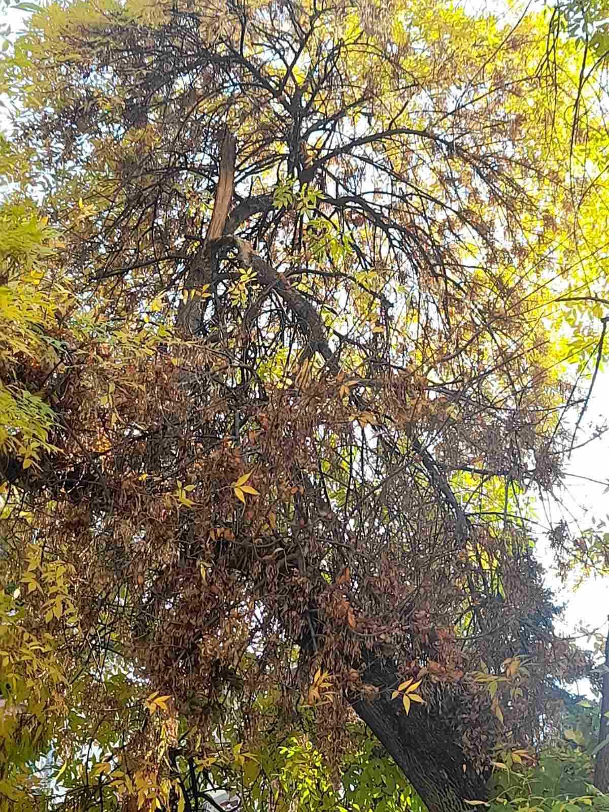 drvo pariske komune.3