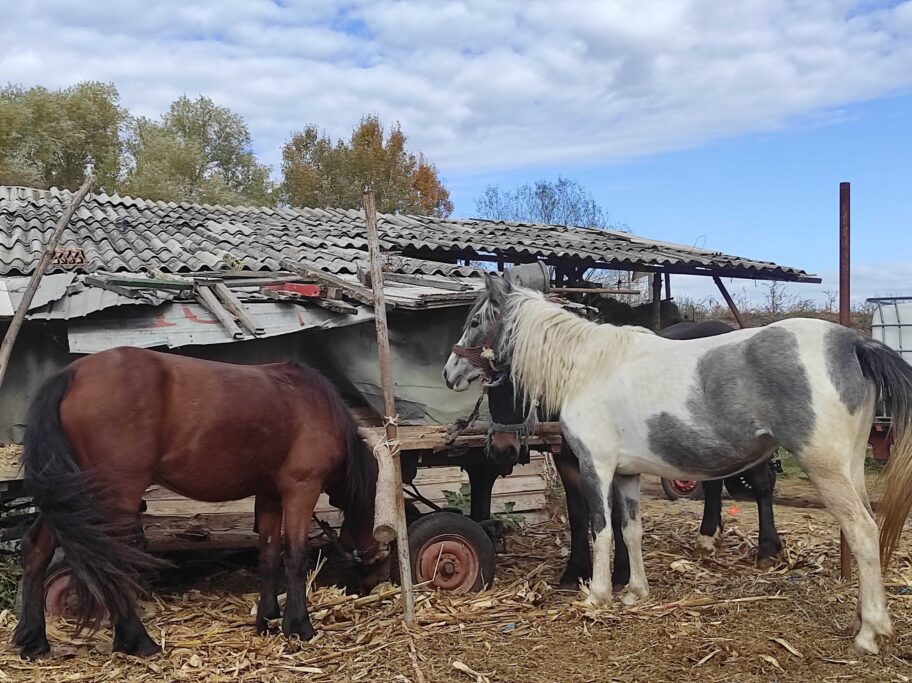 Krdo konja na niškim ulicama - građani uživaju u prizorima, ali strahuju za bezbednost životinja 15 ledena stena konji 2 scaled