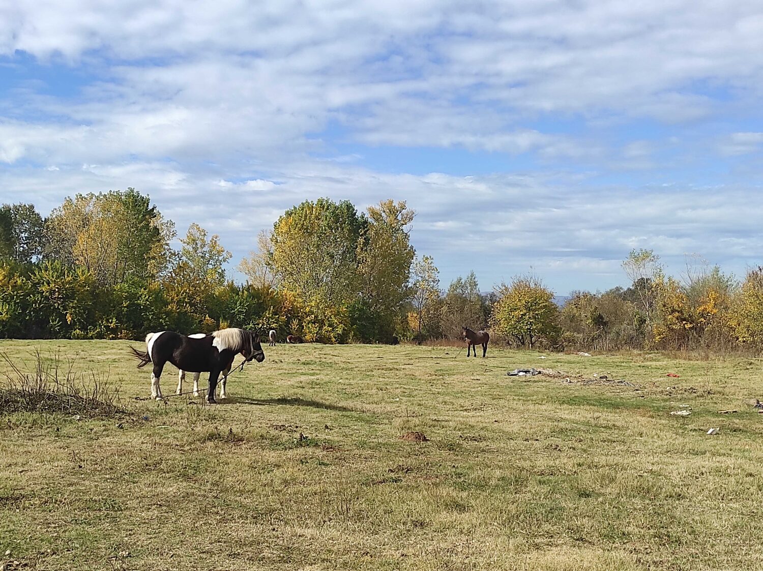 ledena stena konji 3