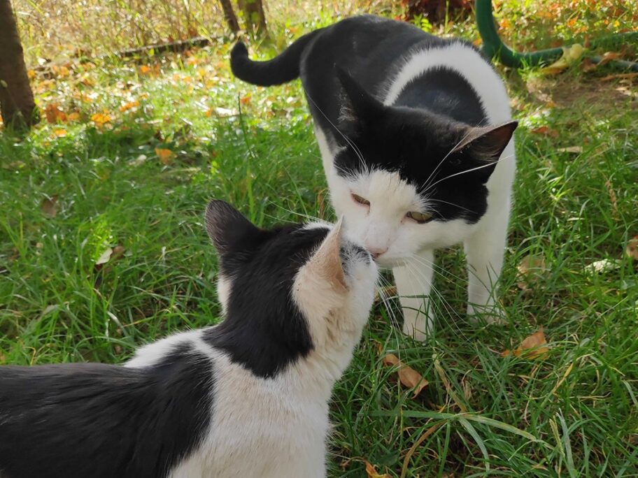 Za pomoć životinjama u nevolji u Nišu niko nije nadležan 13 macke dvoriste