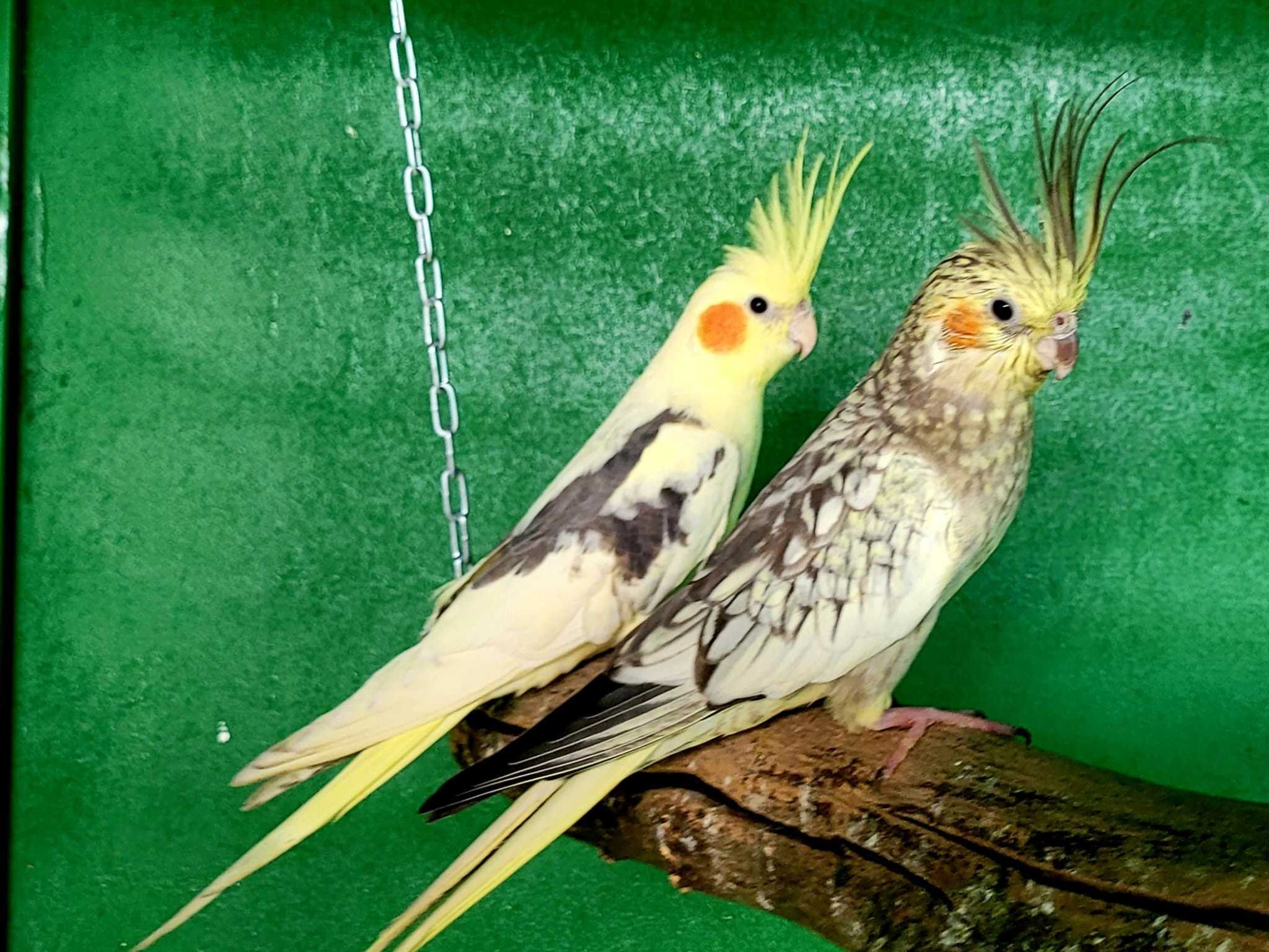 papagaj ptica foto nikola stankovic