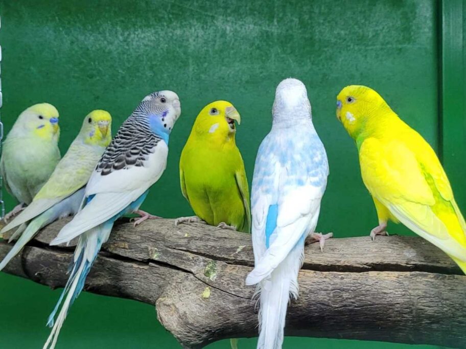 papagaj ptice foto nikola stankovic