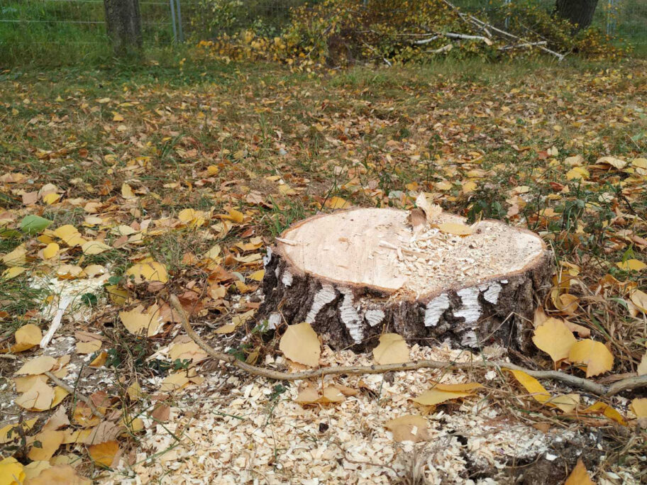 Seča stabala i uništavanje zelenila na keju u Nišu minimalno, kažu iz EMS-a, građani najavljuju protest 16 Seca stabala kej Nis novembar 2022 slika7 foto JV Sonja Vidojkovic