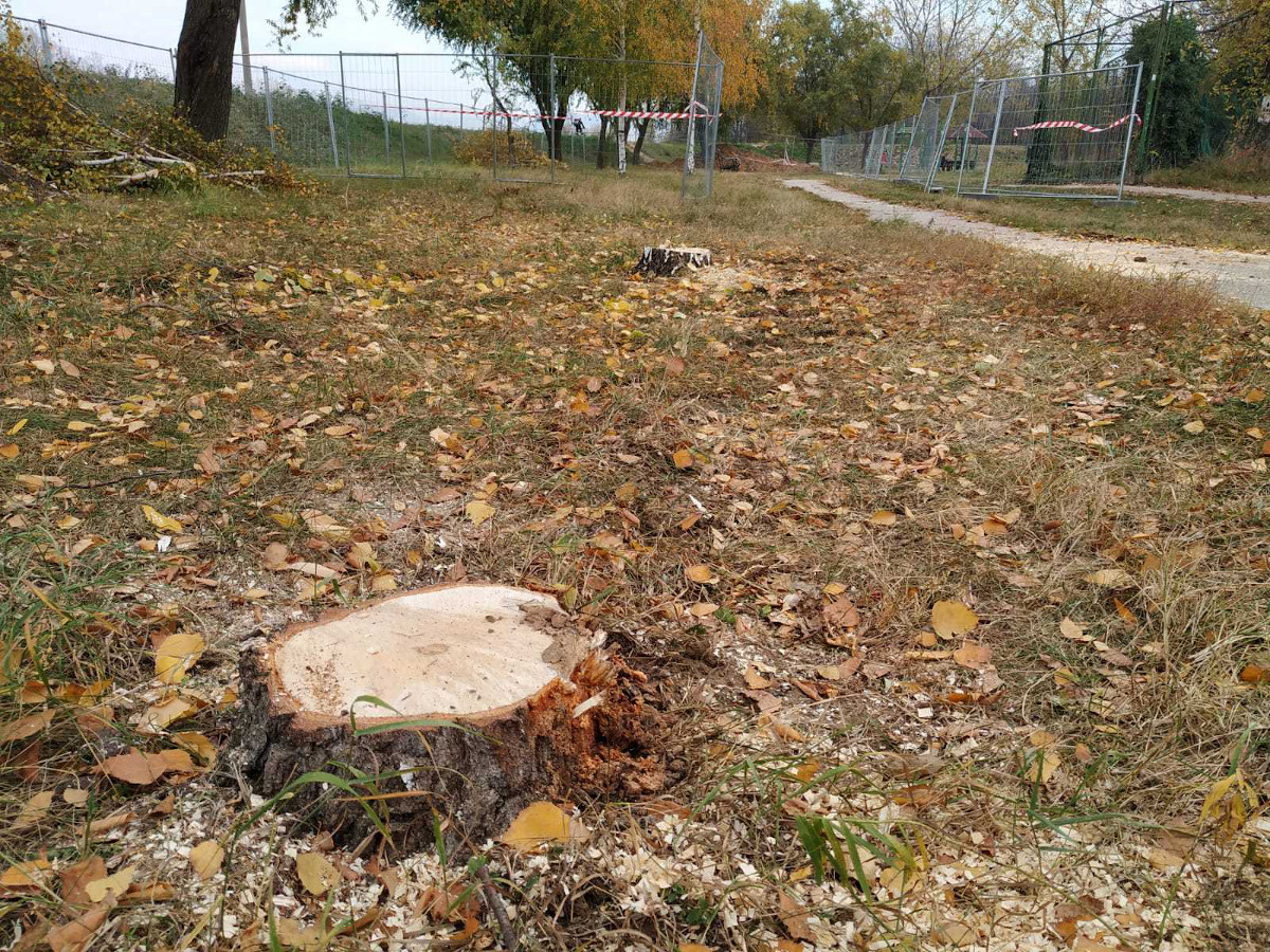 Seča stabala kej Niš, novembar 2022; foto: JV Sonja Vidojković