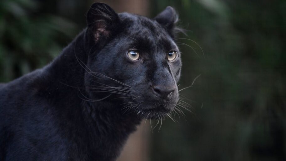 Crni panter i Vojvodina: Obustavljeno traganje za panterom - balkanske potrage za divljim životinjama 12 127641708 gettyimages 1229564885
