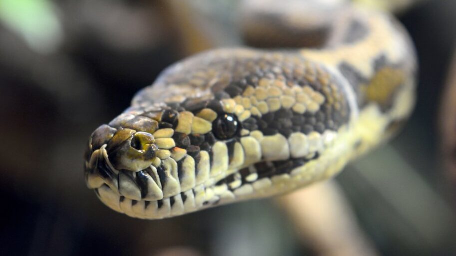 Životinje i Australija: Deda i otac spasli petogodišnjaka od napada velike zmije 12 127774346 gettyimages 937217984