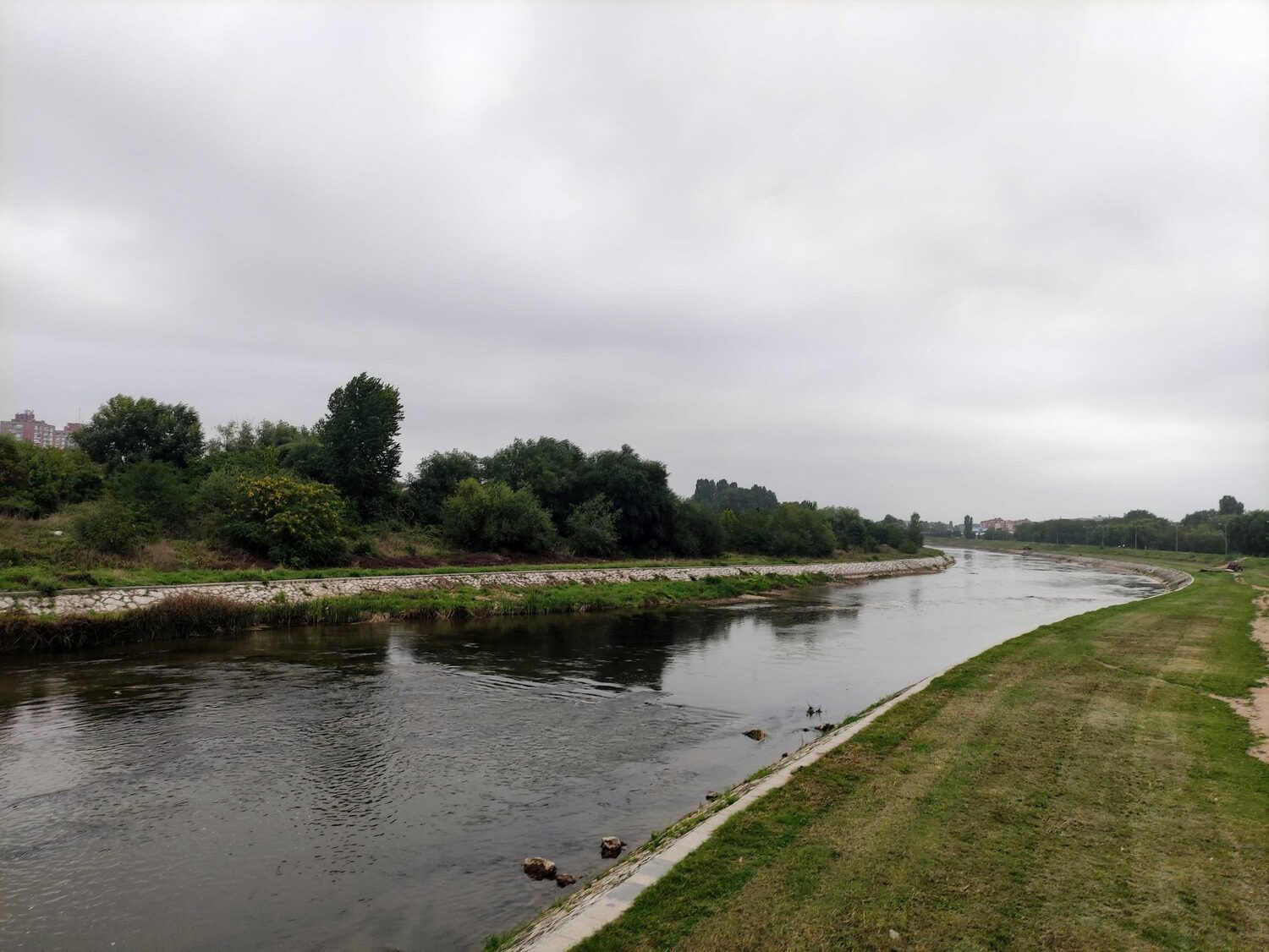 nisava ljubica scaled