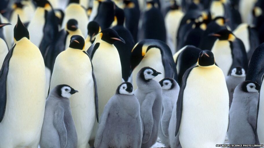 128357632 emperor penguin colony