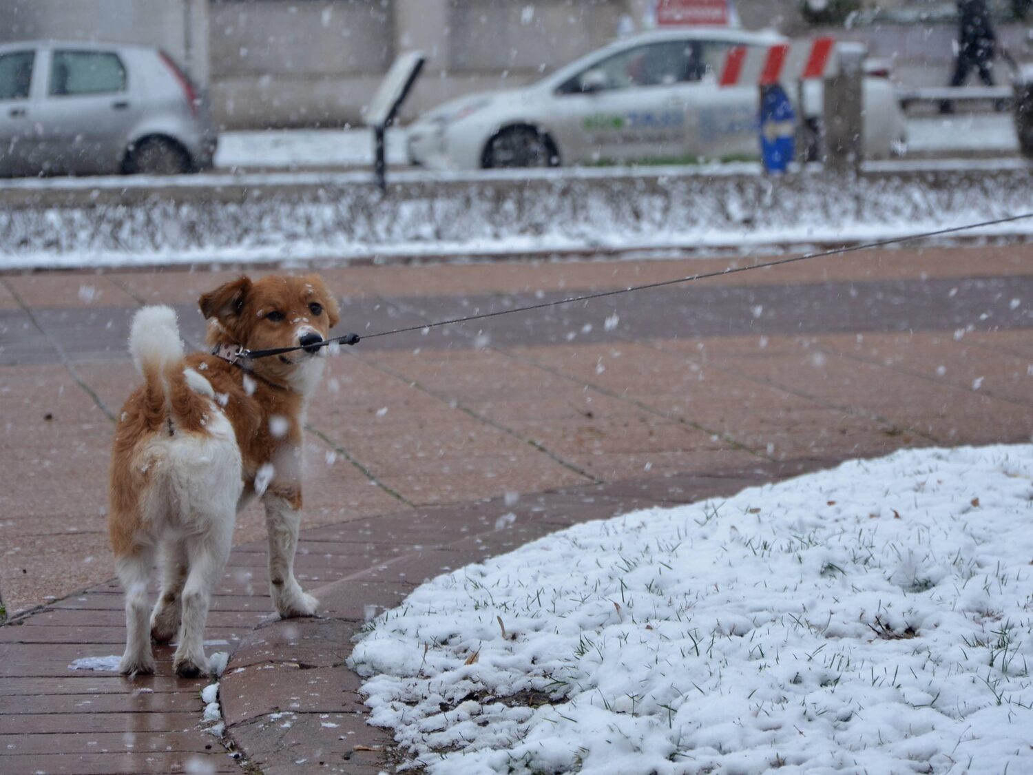 Nis, 27 januar 2023, sneg, foto Jelena Misic 1