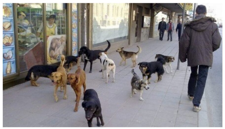 SSP Niš: Rešenje za napuštene pse je kontrola vlasnika, a ne bacanje miliona na odštete 11 IMG 20230304 121444