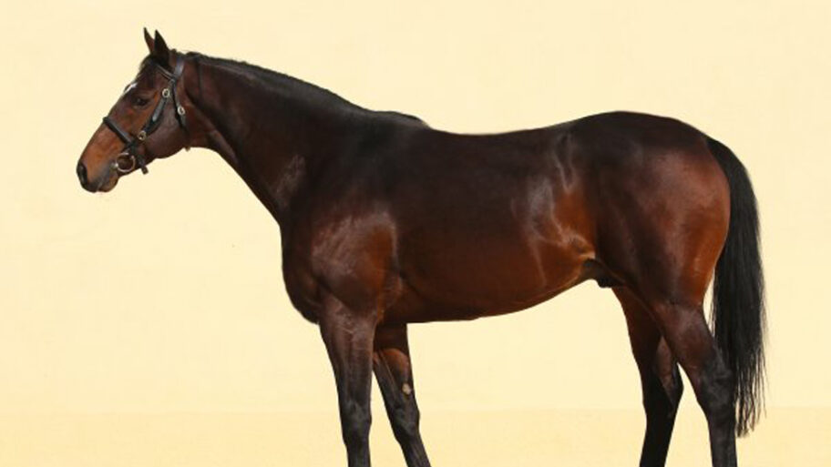 128880920 horse index