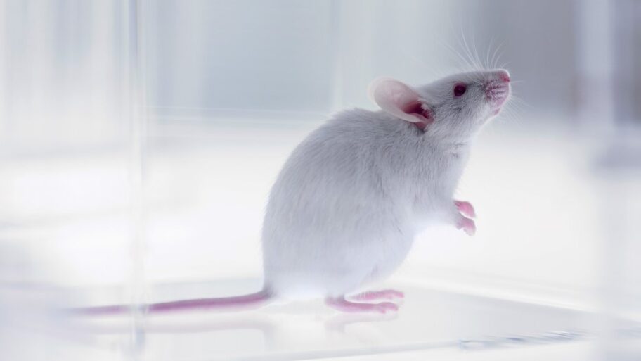 128926364 mediaitem128926363