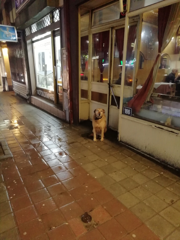 Ulični psi - Vranje