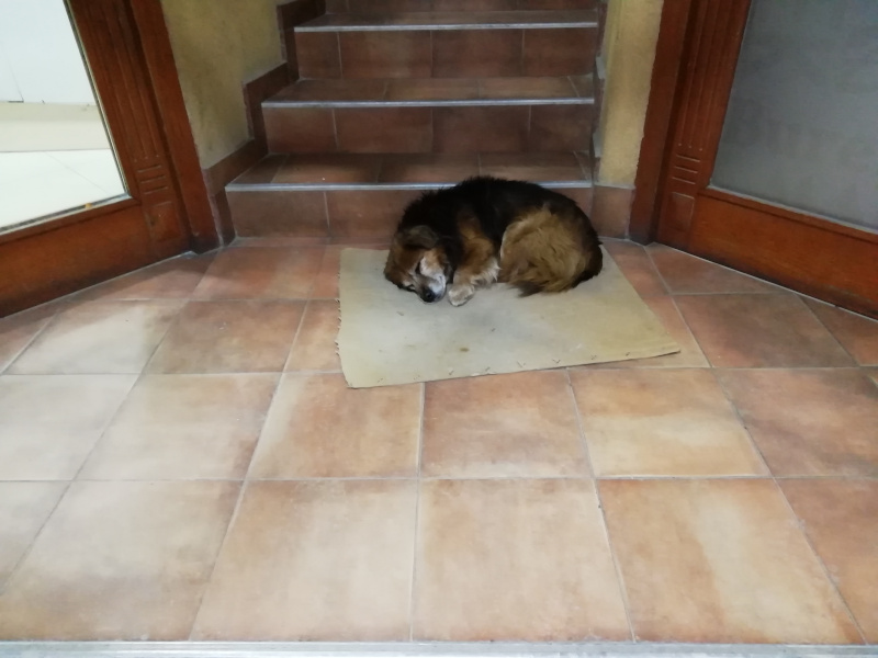 Ulični psi - Vranje