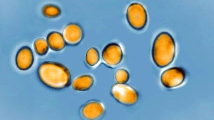 129049709 c4c9eb92 15dd 41ff 988f 7615737b3543