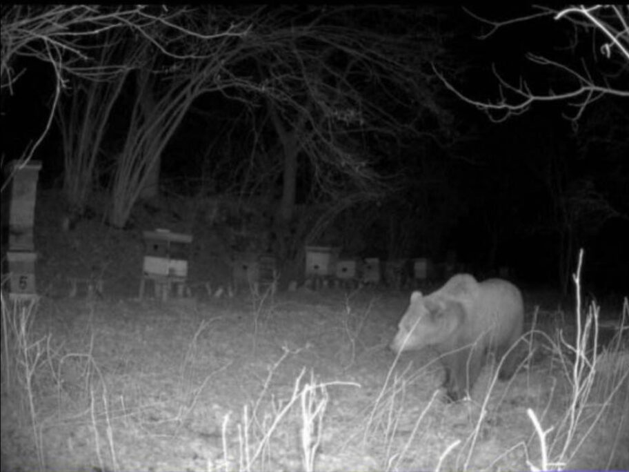 Mrki medved snimljen kod Babušnice, hrani se medom iz košnica 9 medved foto citalac