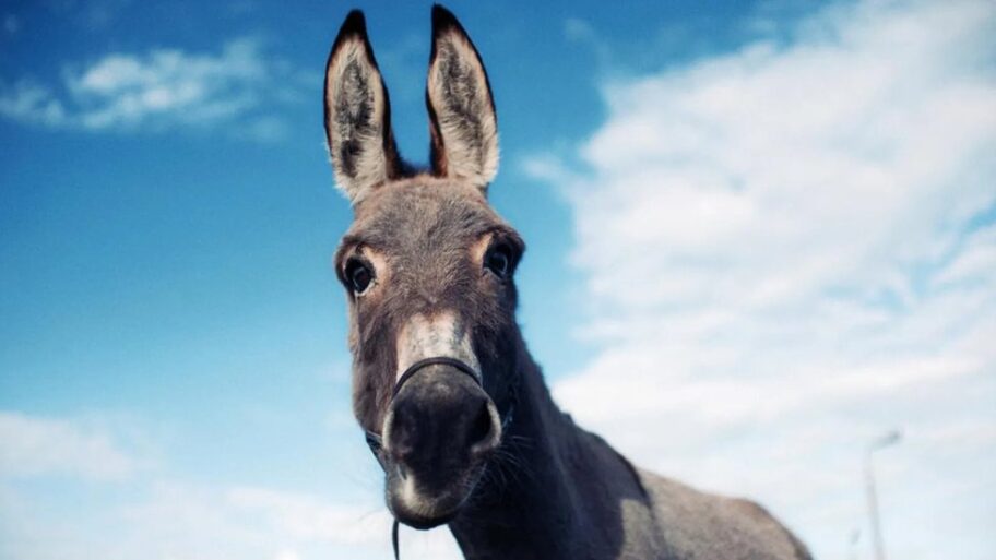 129088199 fe782433 f2e5 47a4 9a6a 8fc25c017ca3